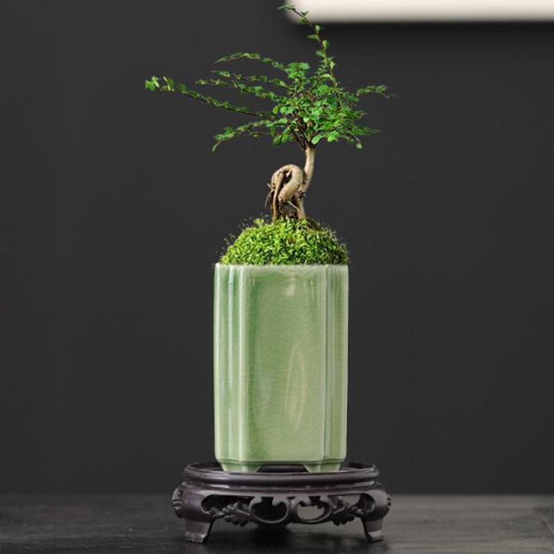 Porselen Persegi Celadon Mengk - Bonsai Garden Art ulasan dan harga
