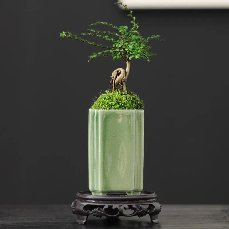 Pot Bunga Anggrek Celadon Pers - Bonsai Garden Art ulasan dan harga
