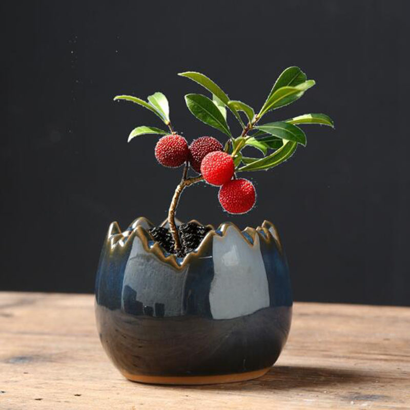 Pot Bunga Kulit Telur Berlapis - Bonsai Garden Art ulasan dan harga