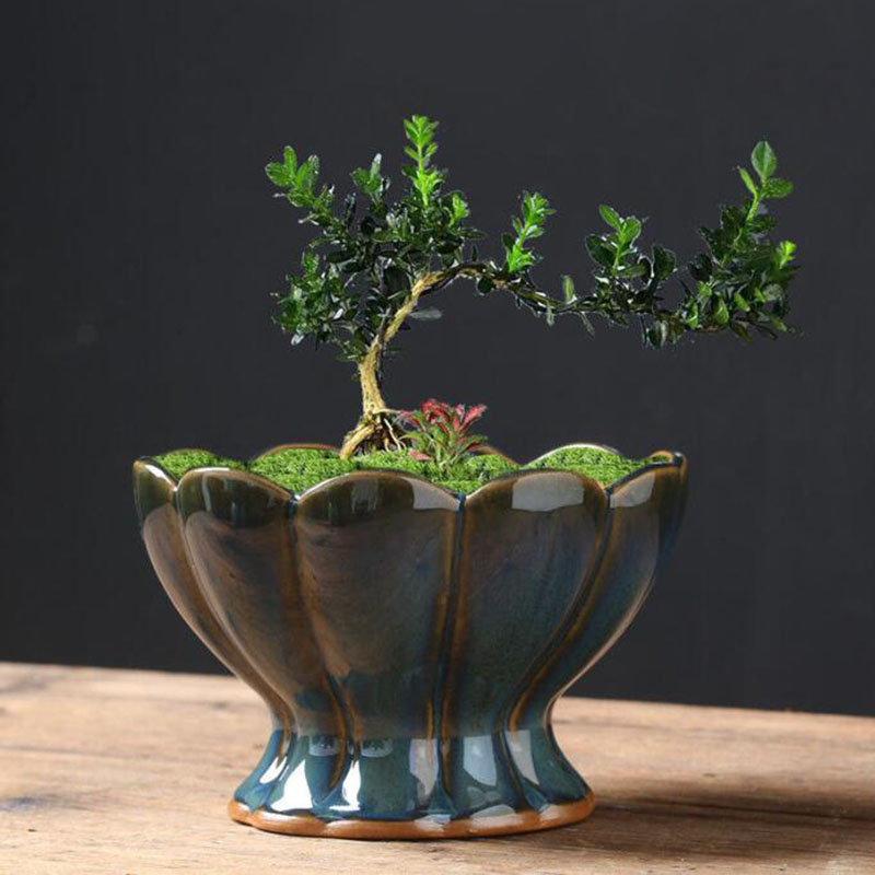 Pot Bunga Kulit Telur Berlapis - Bonsai Garden Art ulasan dan harga